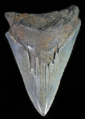 Juvenile Megalodon Tooth - Serrated Blade #62042